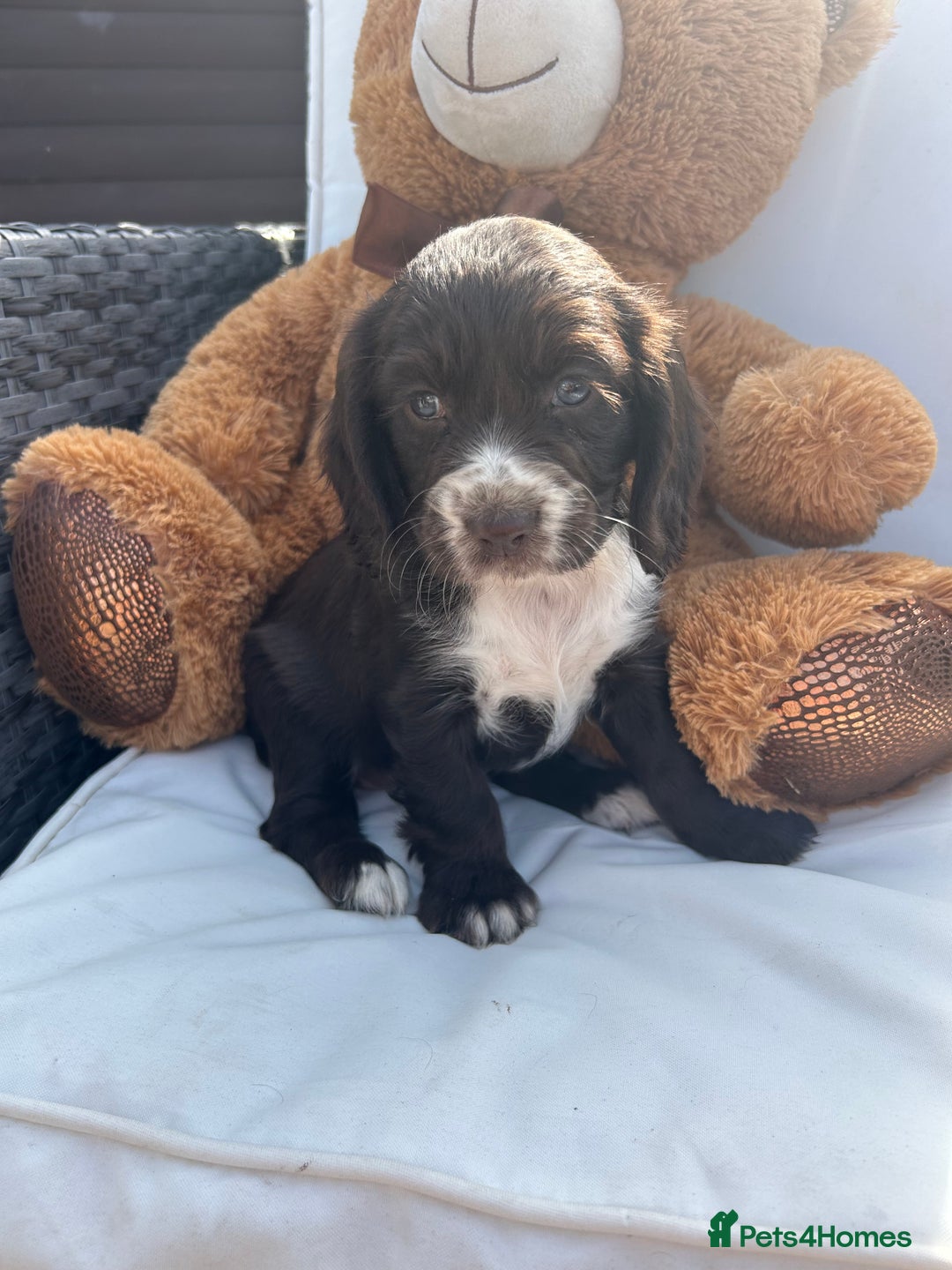 Cocker Spaniel dogs for sale: Miniature working Cocker spaniel puppies for sale - Image 34