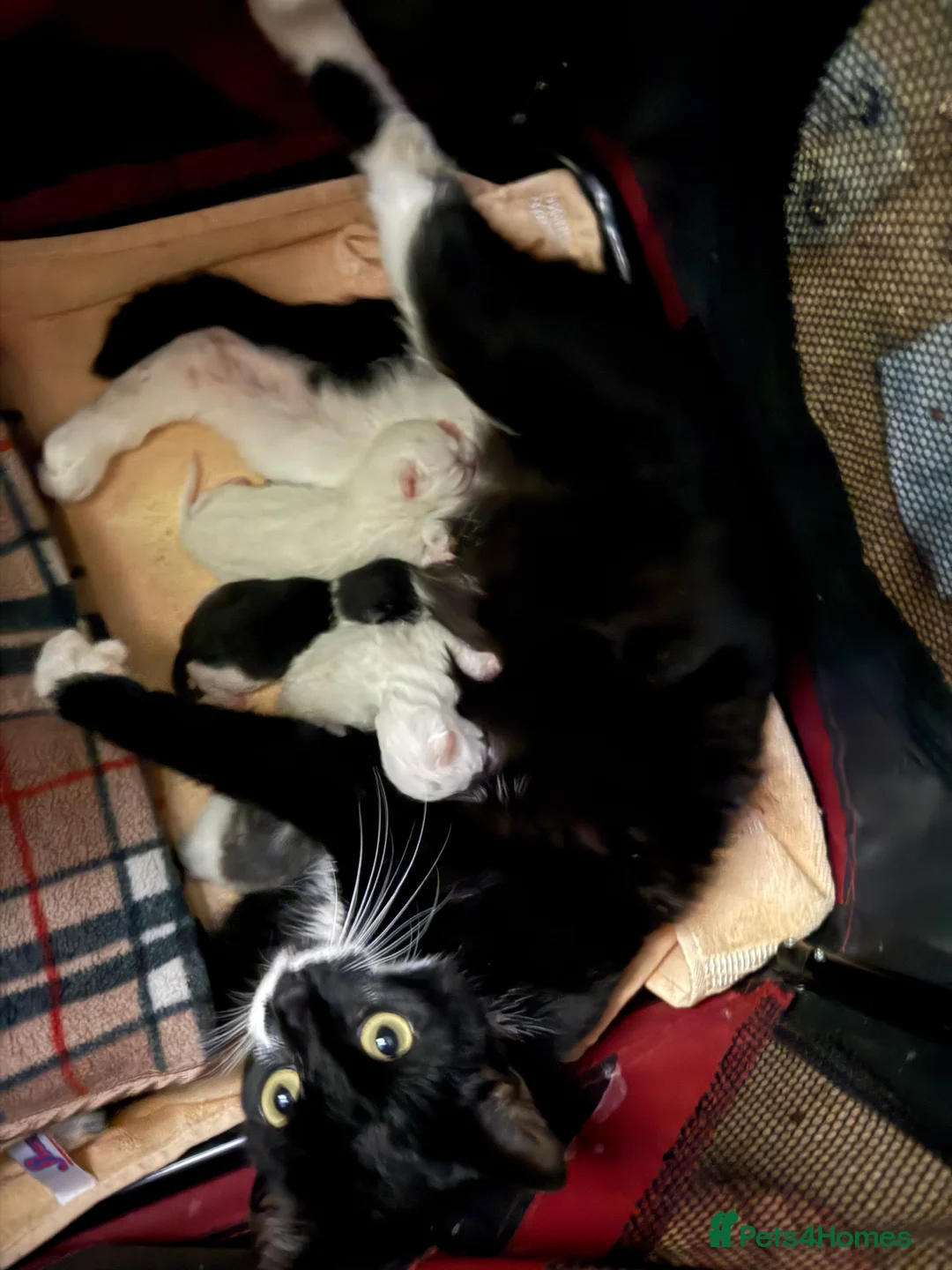 British Shorthair cats for sale: Kittens ready for forever homes  in Tiverton - Advert 8