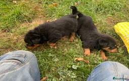 Rottweiler dogs for sale: Rottweiler pups  - Image 5