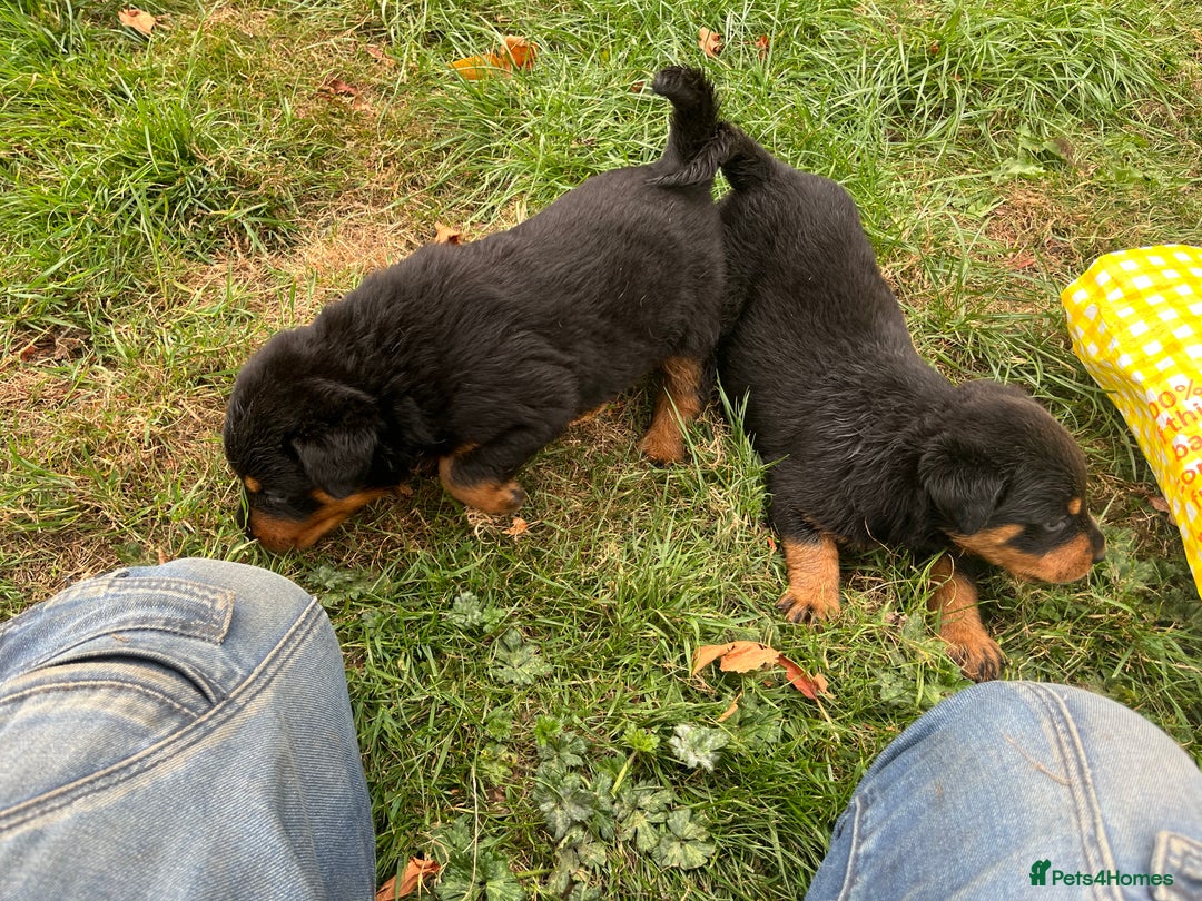 Rottweiler dogs for sale: Rottweiler pups  - Image 5