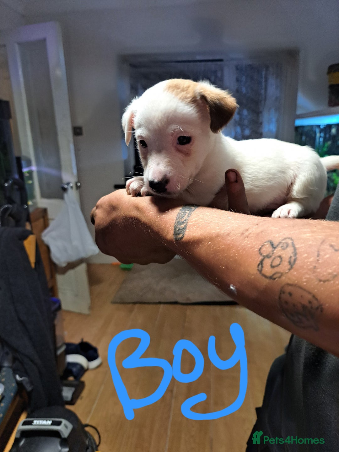 Jack Russell dogs for sale: Jolly Joyful Jack Russells  - Image 19