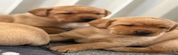 Labrador Retriever dogs for sale: 1 PUP LEFT (Labrador puppies)  - Advert 6