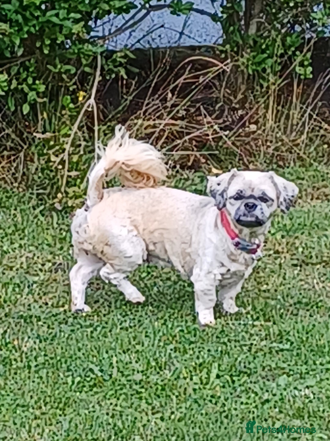 Shih Tzu dogs for sale: SHIH TZU litter. Ready 15/01/2026 - Advert 8