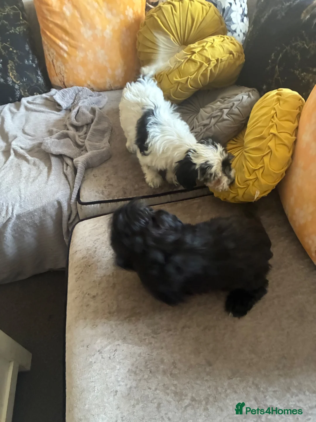 Mixed Breed dogs for sale: Dogs hair don’t fall out look like cokapoos  - Advert 2