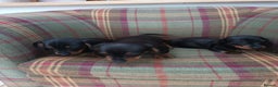 Miniature Dachshund dogs for sale: Black and Tan Miniature Dachshund Puppies 3 Boys - Advert 22