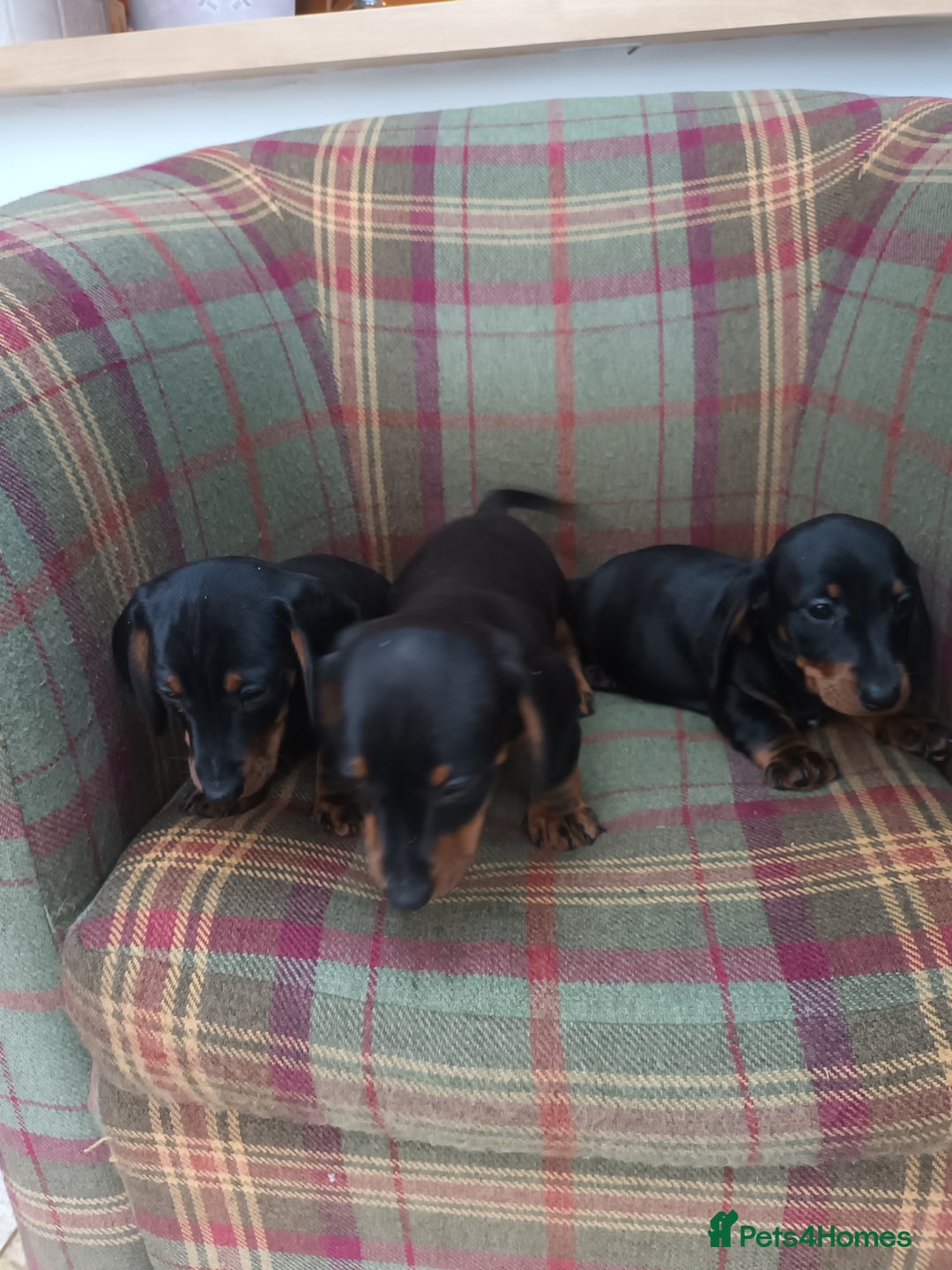Miniature Dachshund dogs for sale: Black and Tan Miniature Dachshund Puppies 3 Boys - Advert 22