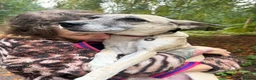 Mixed Breed dogs for adoption: Verity - Poringland Norfolk  in Norwich - Advert 5