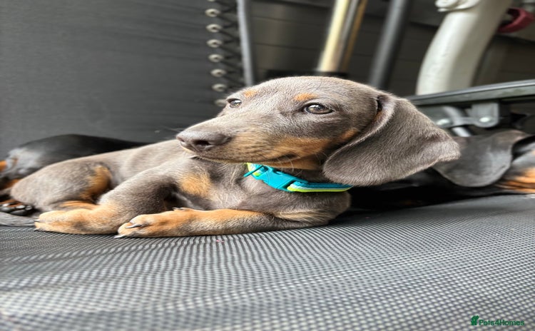Miniature Dachshund dogs - Advert 4
