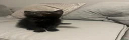 Mixed Breed cats for sale: Two female kittens for sale in Luton - Advert 1