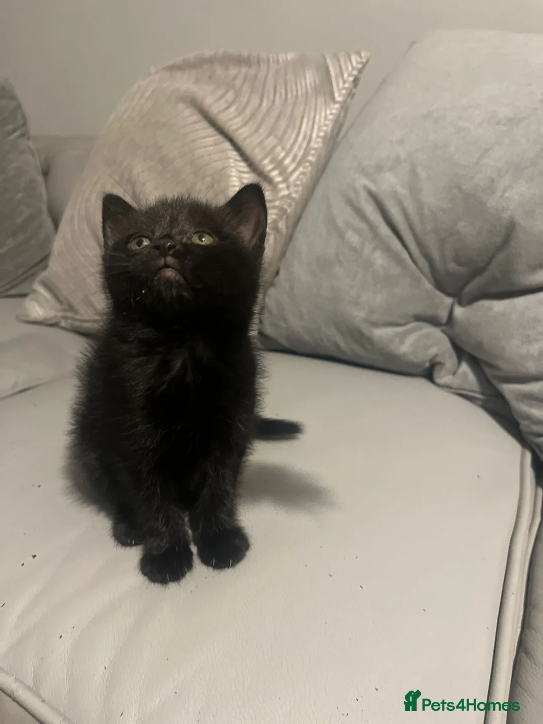 Mixed Breed cats for sale: Two female kittens for sale in Luton - Advert 1