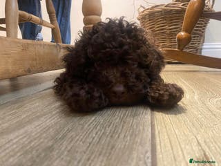 Lagotto Romagnolo dogs Lagotto romagnolo Puppies - Advert 1