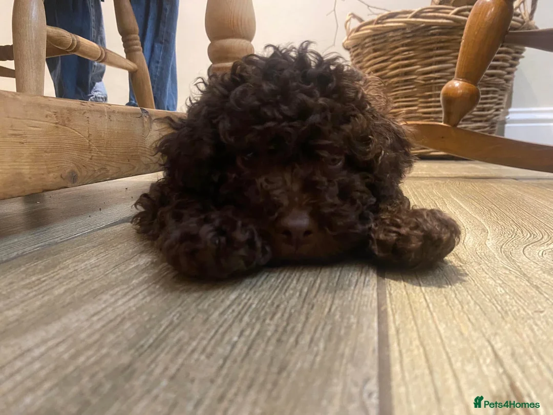 Lagotto Romagnolo dogs for sale: Lagotto romagnolo Puppies  - Advert 27