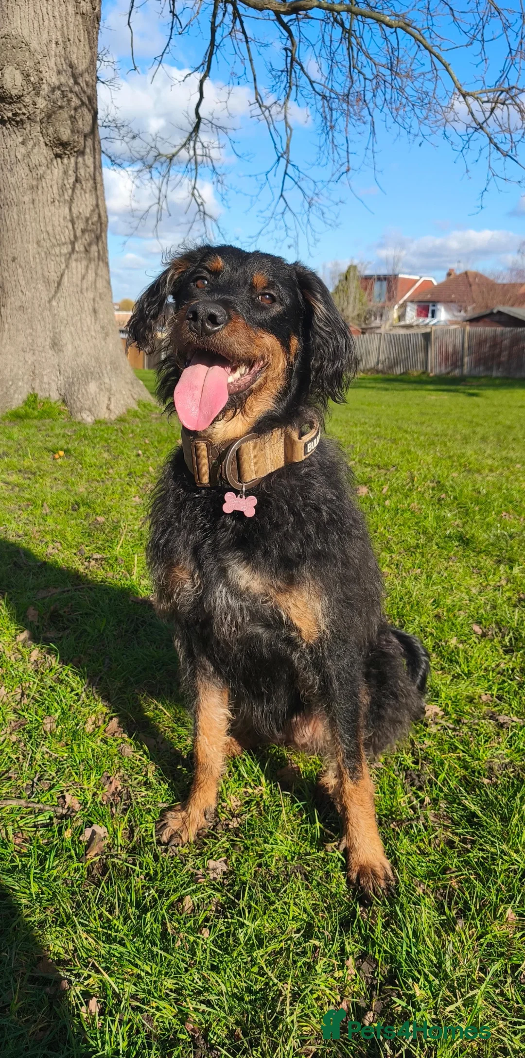 Rottweiler dogs for sale: Rottweiler x puppies Rottle - Advert 4