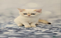 British Shorthair cats for sale: Excellent Scottish straight and fold kittens - Image 26