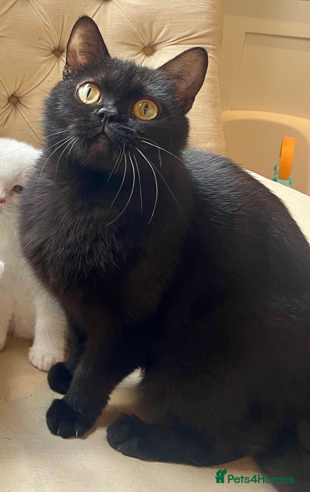 British Shorthair cats for sale: Adorable British Babies  - Advert 16