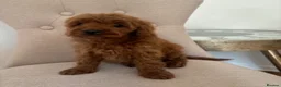 Cavapoo dogs for sale: CAVAPOO PUPPIES  in Plymouth - Advert 5