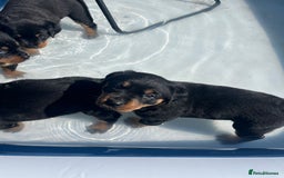 Rottweiler dogs for sale: Beautifull Rottweiler  - Image 1