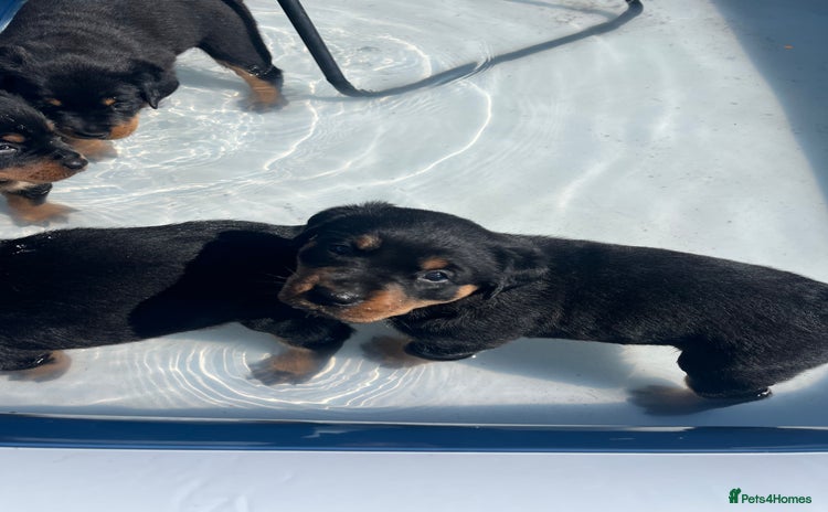 Rottweiler dogs - Advert 1