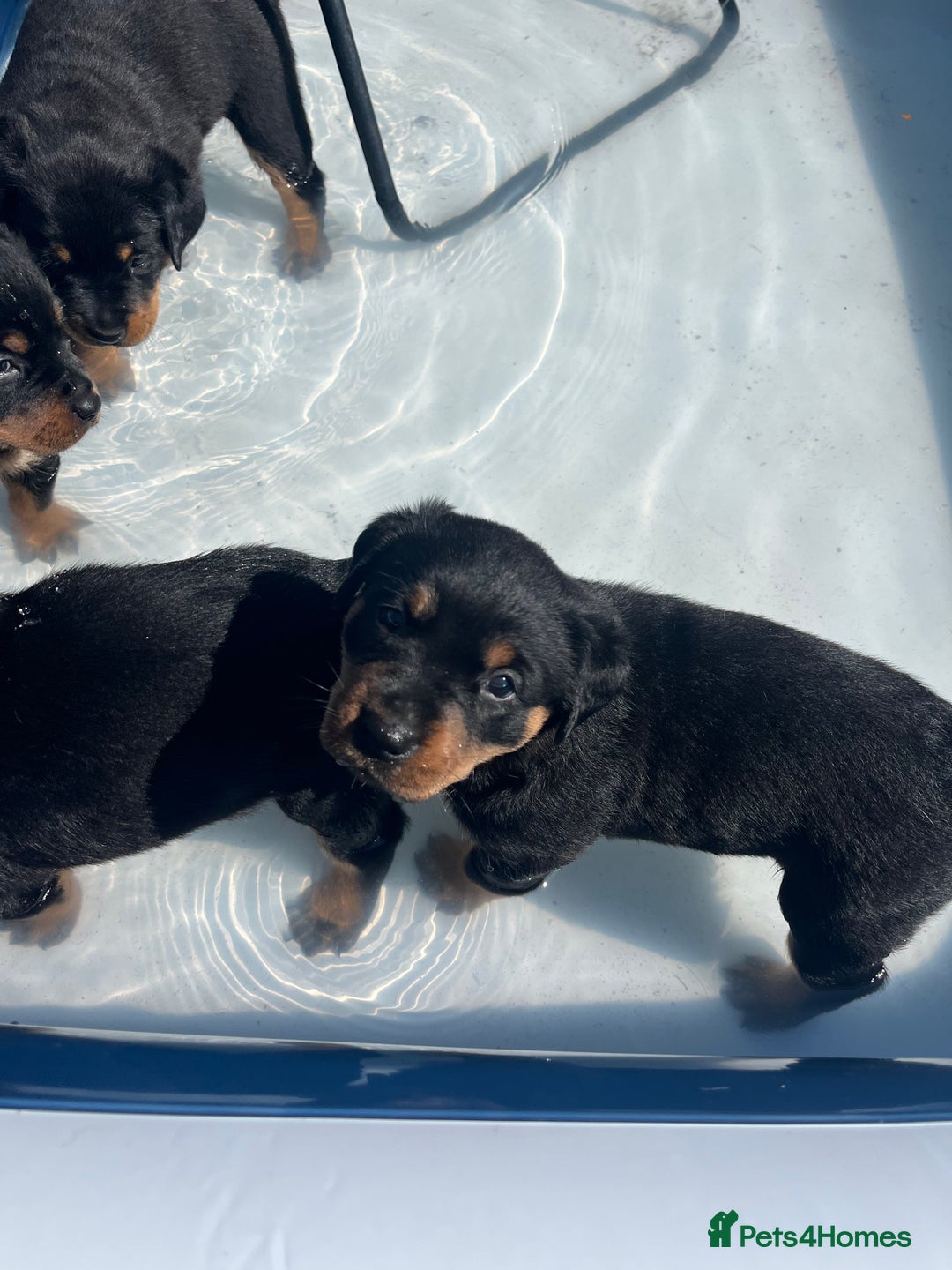 Rottweiler dogs for sale: Beautifull Rottweiler  - Image 1