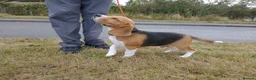 Beagle dogs for sale: Lovely Tri puppy  in Bude - Advert 3