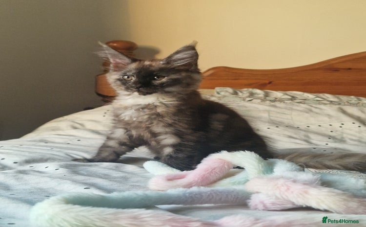Maine Coon cats - Advert 5