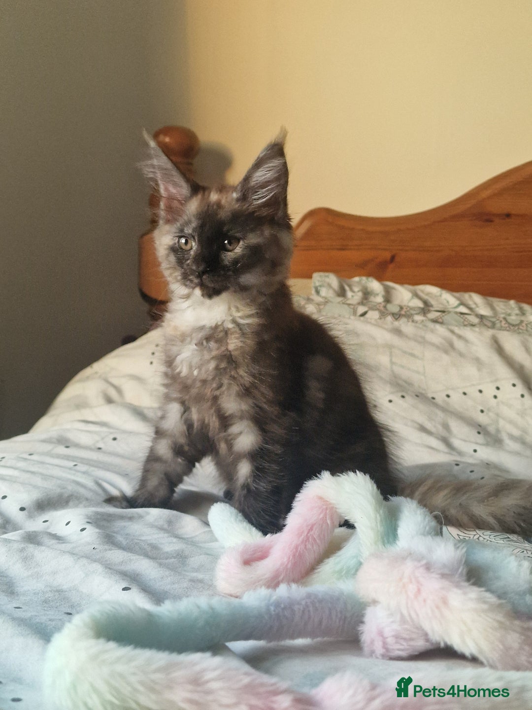 Maine Coon cats for sale: Ready Now! Smoke dark tortoishell Girl  - Image 2