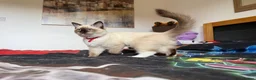 Ragdoll cats for sale: Ragdoll Kittens for Sale - Advert 29