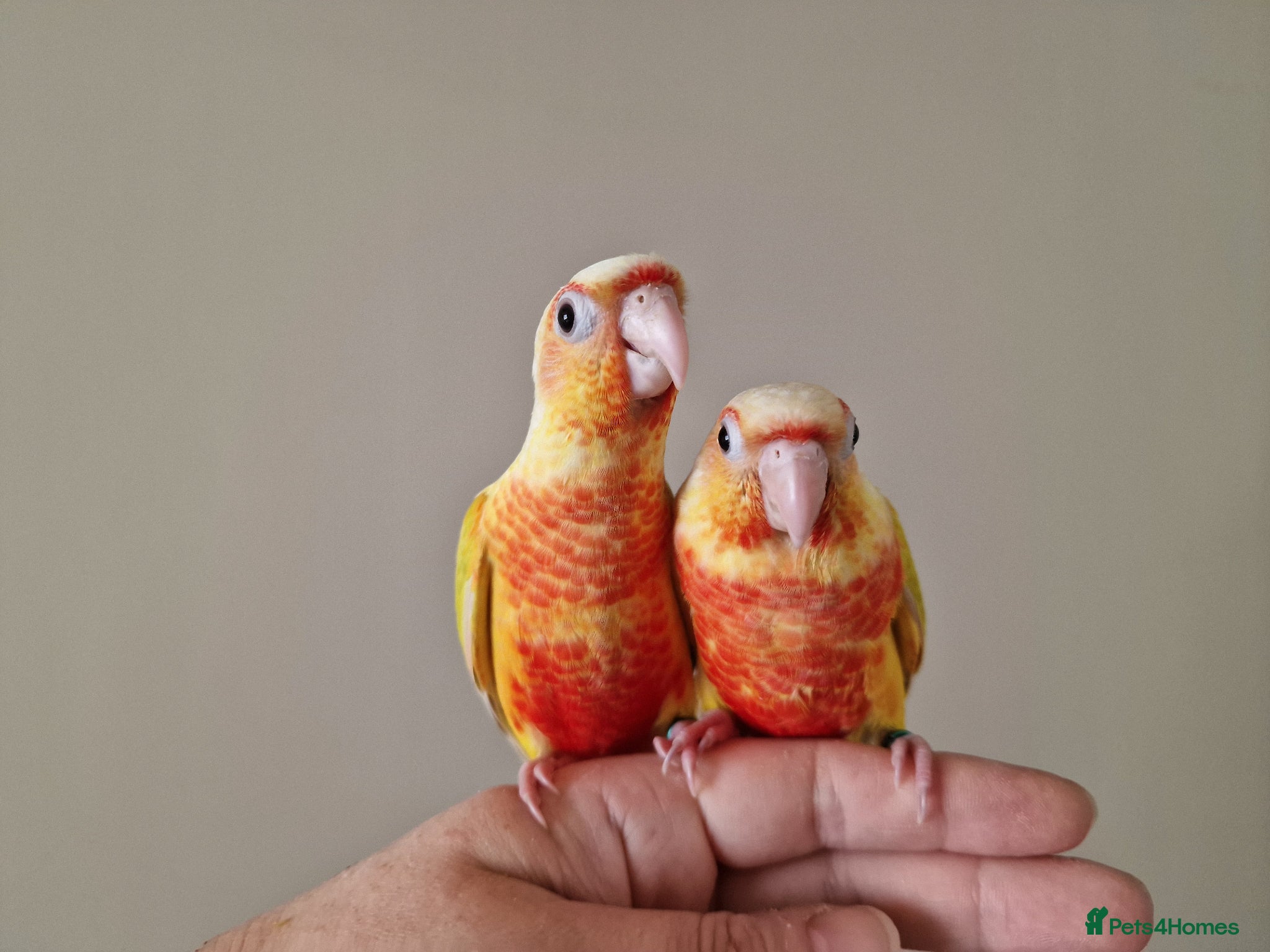 Conures birds Super adorable fully hand reared baby conures  - Advert 18