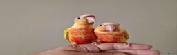 Conures birds for sale: Super adorable fully hand reared baby conures  - Advert 1