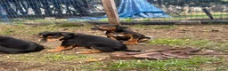 Mixed Breed dogs for sale: Doberman x lurcher puppies - Advert 11