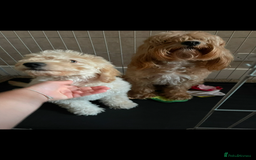 Cockapoo dogs for sale: Male Cream Cockapoo - Image 3