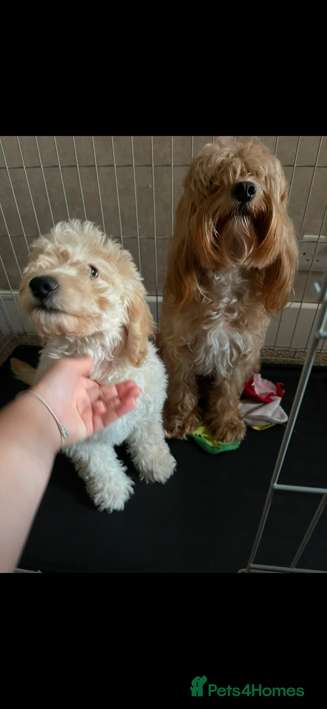 Cockapoo dogs for sale: Male Cream Cockapoo - Image 3