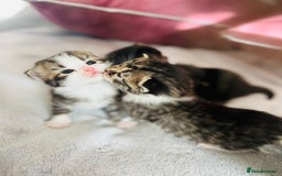 LaPerm cats for sale: Long Coat Laperm kittens - Image 4