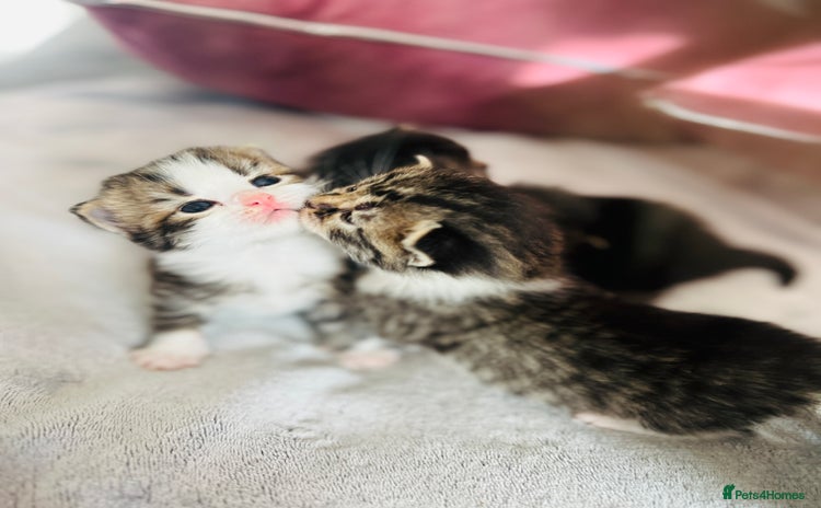 LaPerm cats - Advert 1