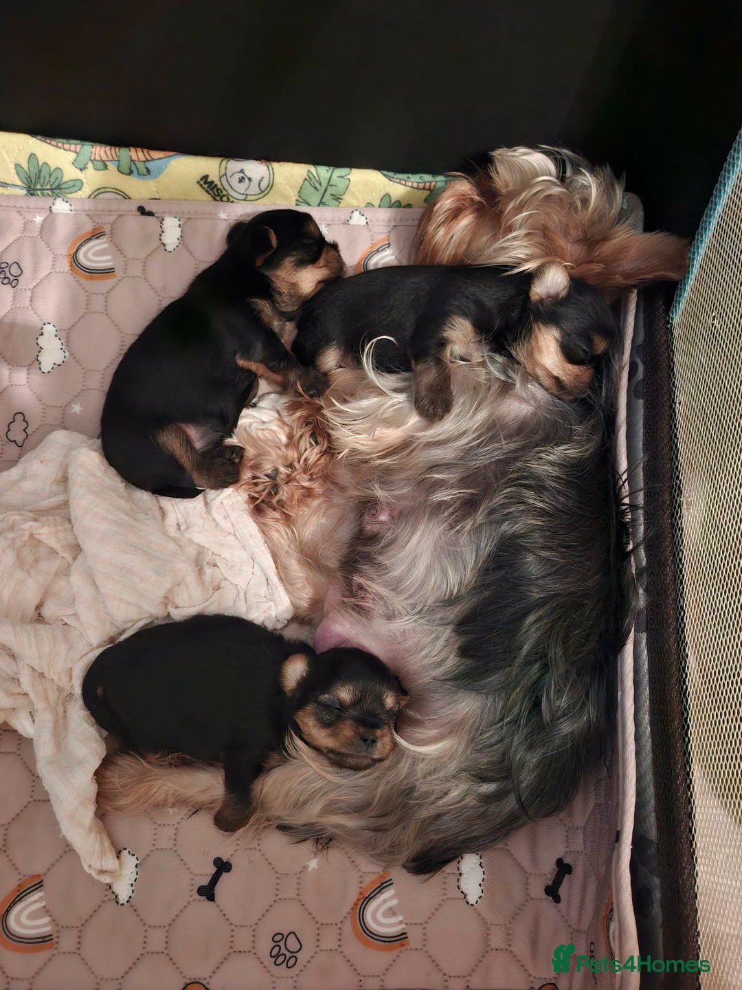 Yorkshire Terrier dogs for sale: Mini Yorkshire Terrier female pups - Advert 15