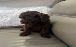 Cockapoo dogs for sale: F1 toy Cockapoo puppies  - Image 4