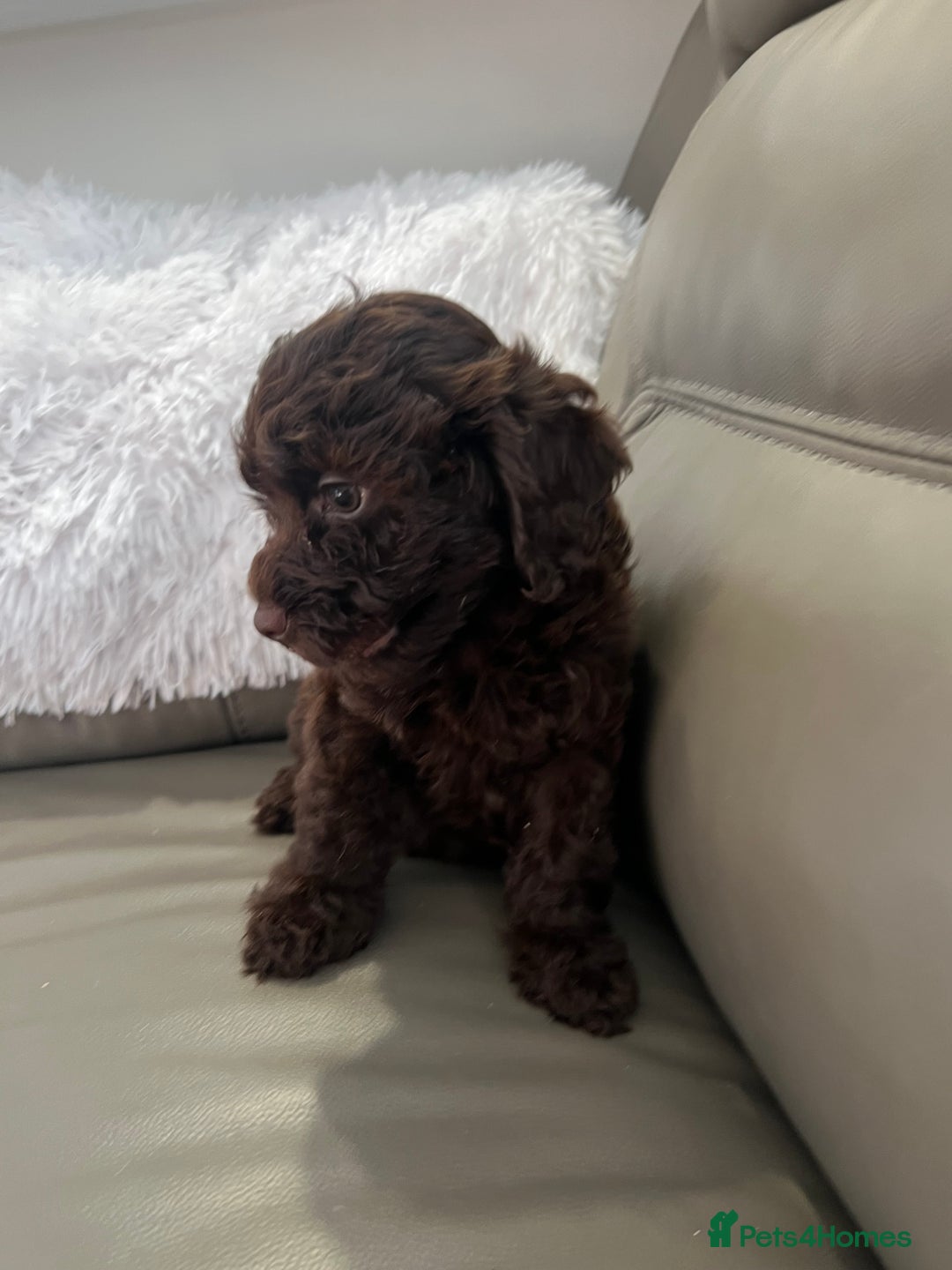 Cockapoo dogs for sale: F1 toy Cockapoo puppies  - Image 4