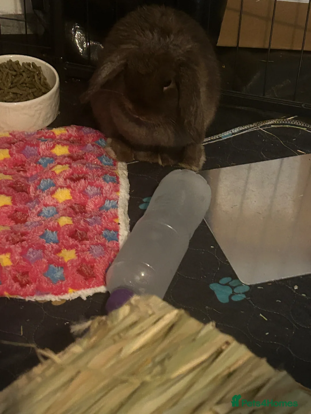 Mini Lop rabbits for sale: Two baby mini lops and accessories pls read  - Advert 4