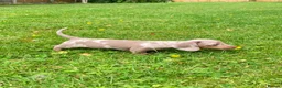Miniature Dachshund dogs for sale: True KC Reg-Minature Dachshund Pups (Smooth Coat). - Advert 5