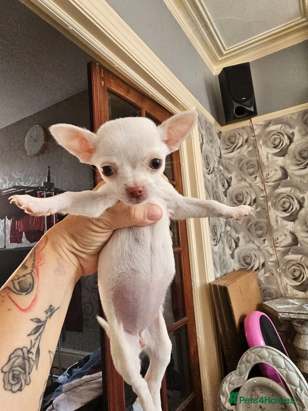 Chihuahua dogs for sale: 2 female chihuahua  in Morecambe - Advert 2