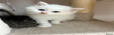 Persian 2