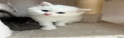 Persian cats for sale: Luxury Doll Faced Persian Kittens  - Advert 4