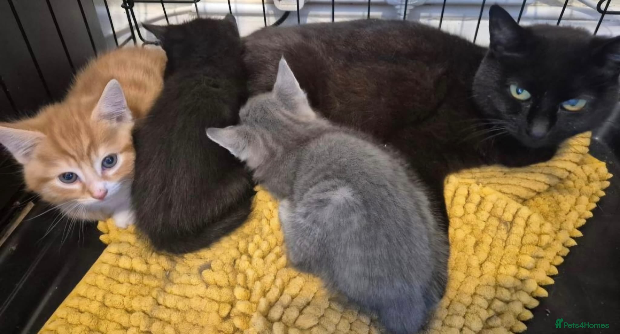 Mixed Breed cats Beautiful little of kittens ready now!!! - Advert 8
