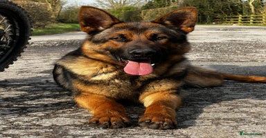 German Shepherd dogs in Manchester - Advert 5
