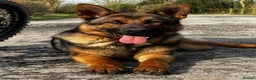 German Shepherd dogs for stud: Working line german shepherd ( RHAEGAR ) in Manchester - Advert 2