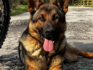 German Shepherd dogs Working line x show line german shepherd RHAEGAR - Advert 5