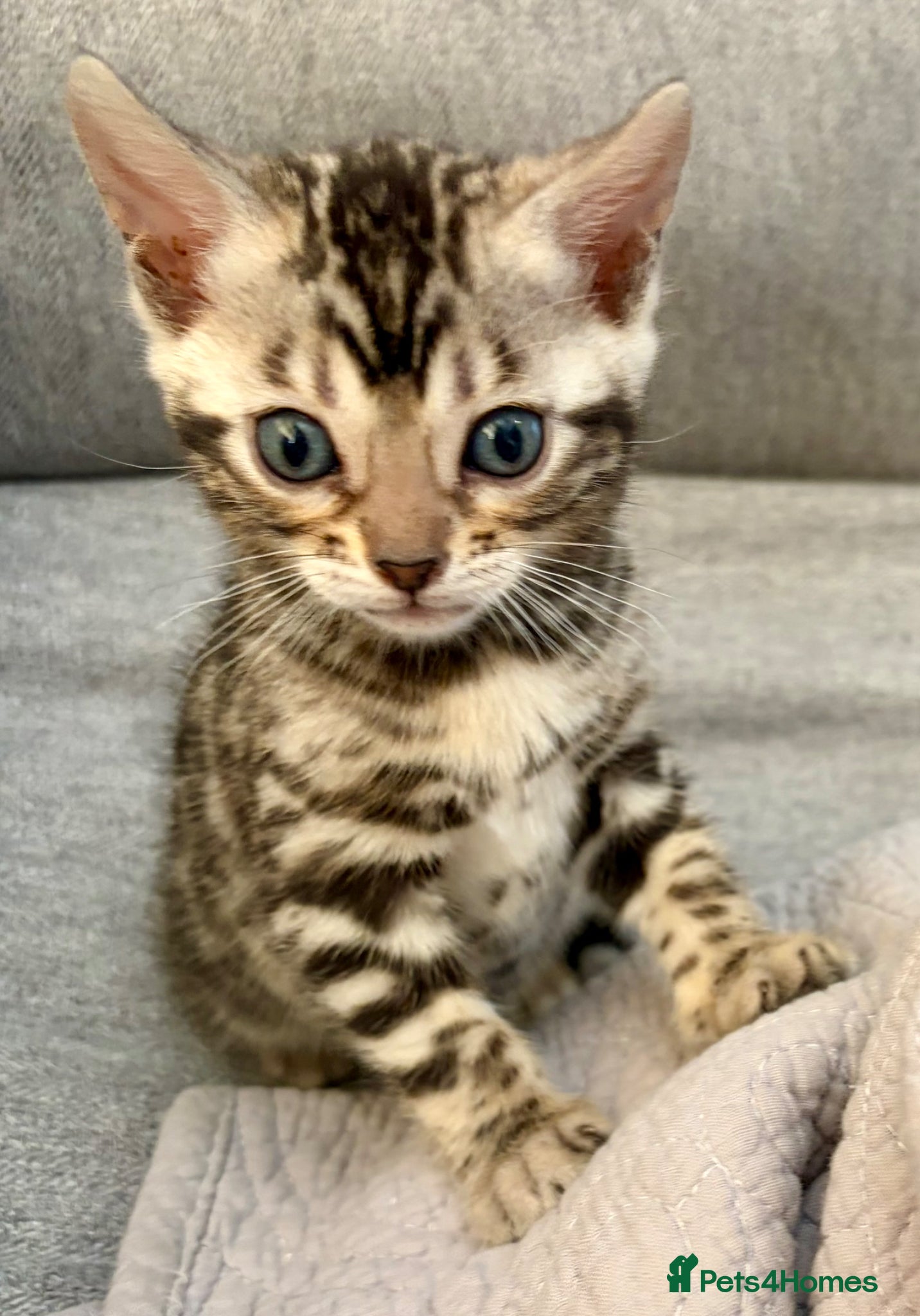 Bengal cats 4 Gorgeous Bengal Kittens ready for reservation  - Advert 1
