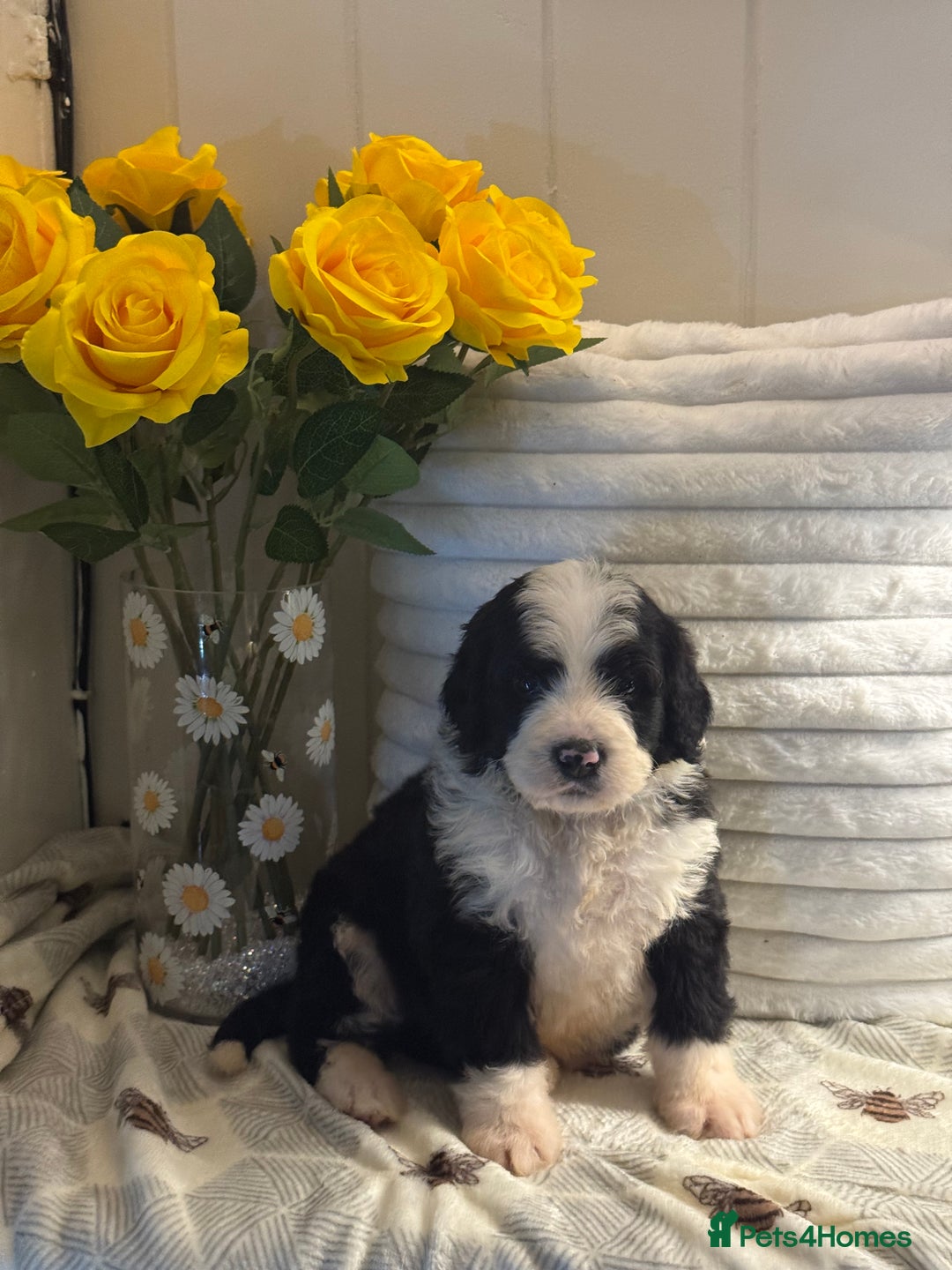 Bernedoodle dogs for sale: 7 mini medium bernedoodle puppies for sale - Advert 8
