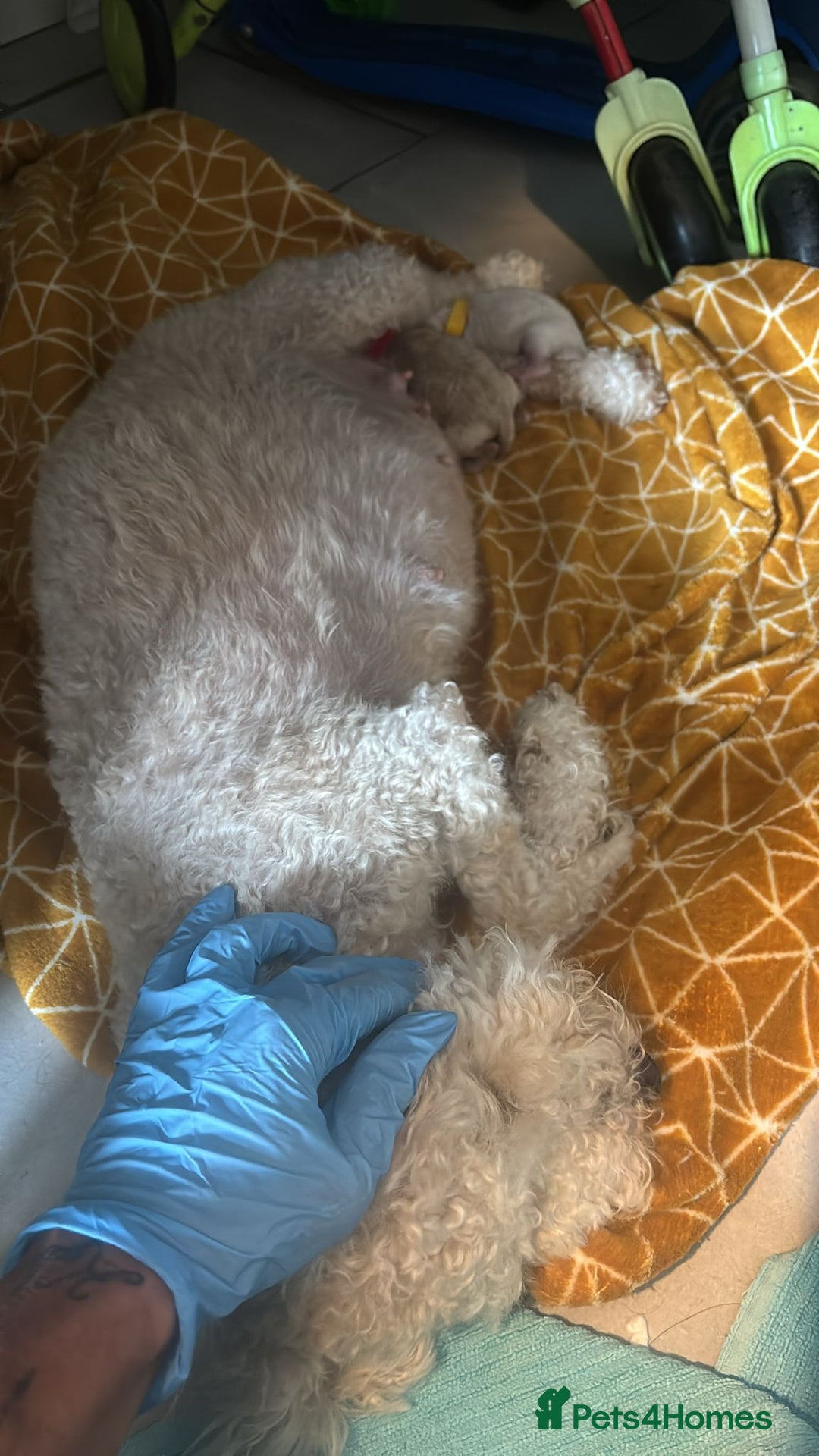 Poochon dogs for sale: Poochons - Image 14