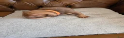 English Bulldog dogs for sale: Indie - Advert 3